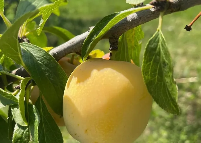 Villa La Truffe Rose *