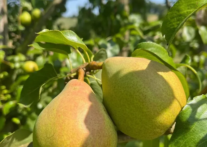 Villa La Truffe Rose Molières