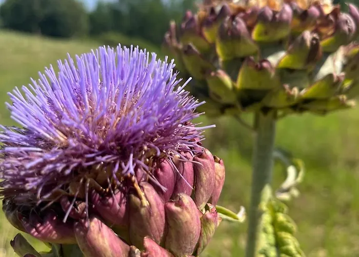 La Truffe Rose Villa *