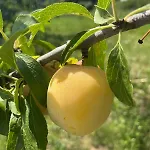 Villa La Truffe Rose *