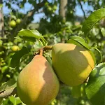 Villa La Truffe Rose Molières