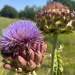 La Truffe Rose Villa *